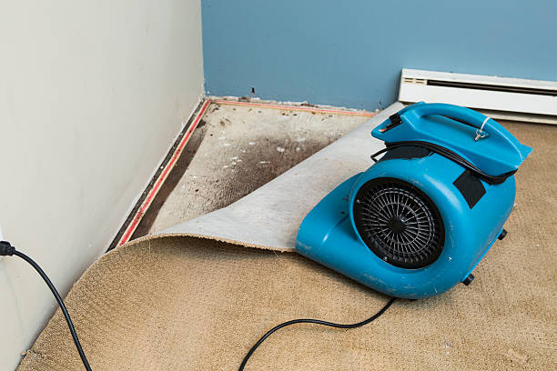 Best Carpet water damage restoration  in Tell City, IN